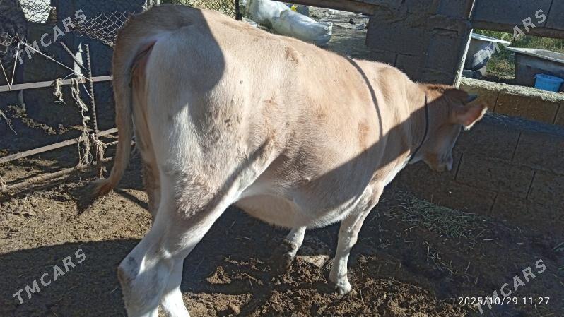 tuwe,sywes, - Bäherden - img 4