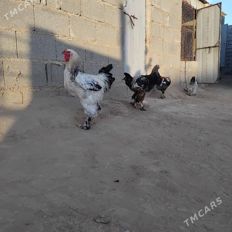 brama - Этрек - img 5