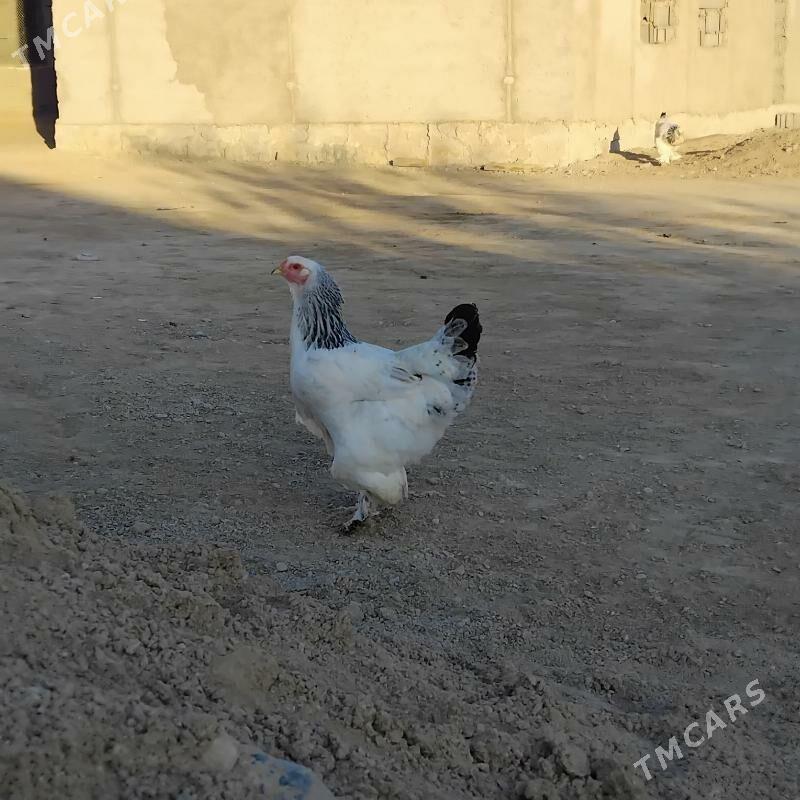 brama - Этрек - img 4