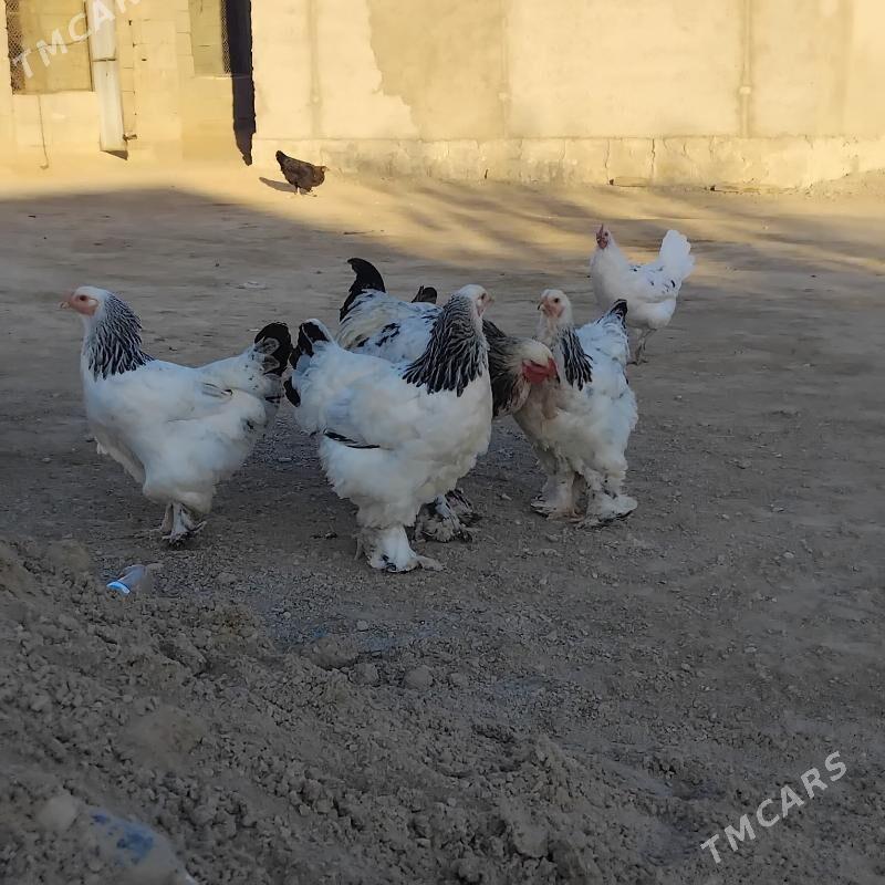 brama - Этрек - img 6