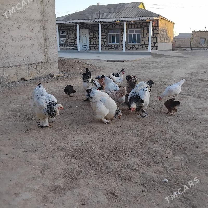 brama - Этрек - img 3