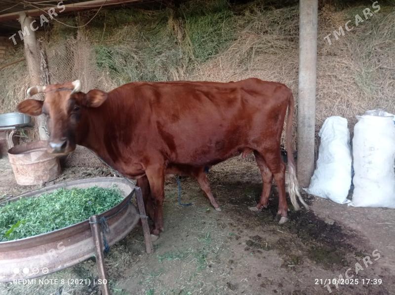 Goleli sygyr - Mary - img 4