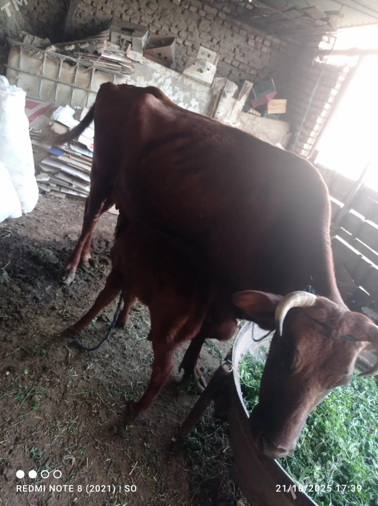 Goleli sygyr - Mary - img 3