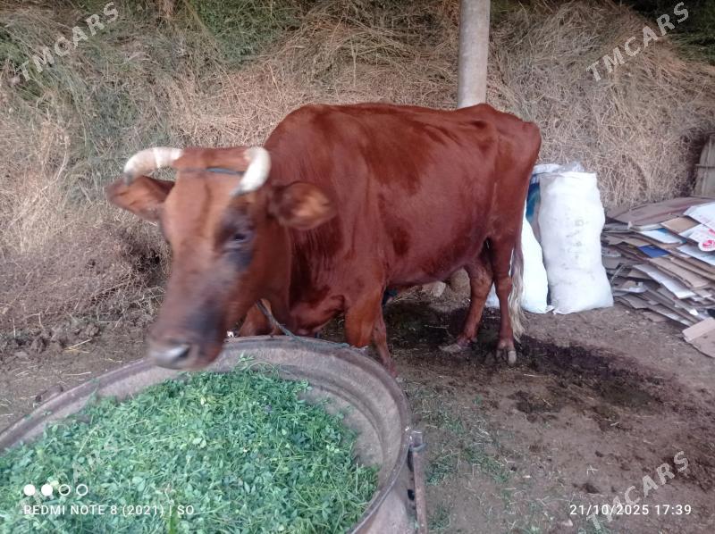 Goleli sygyr - Mary - img 2