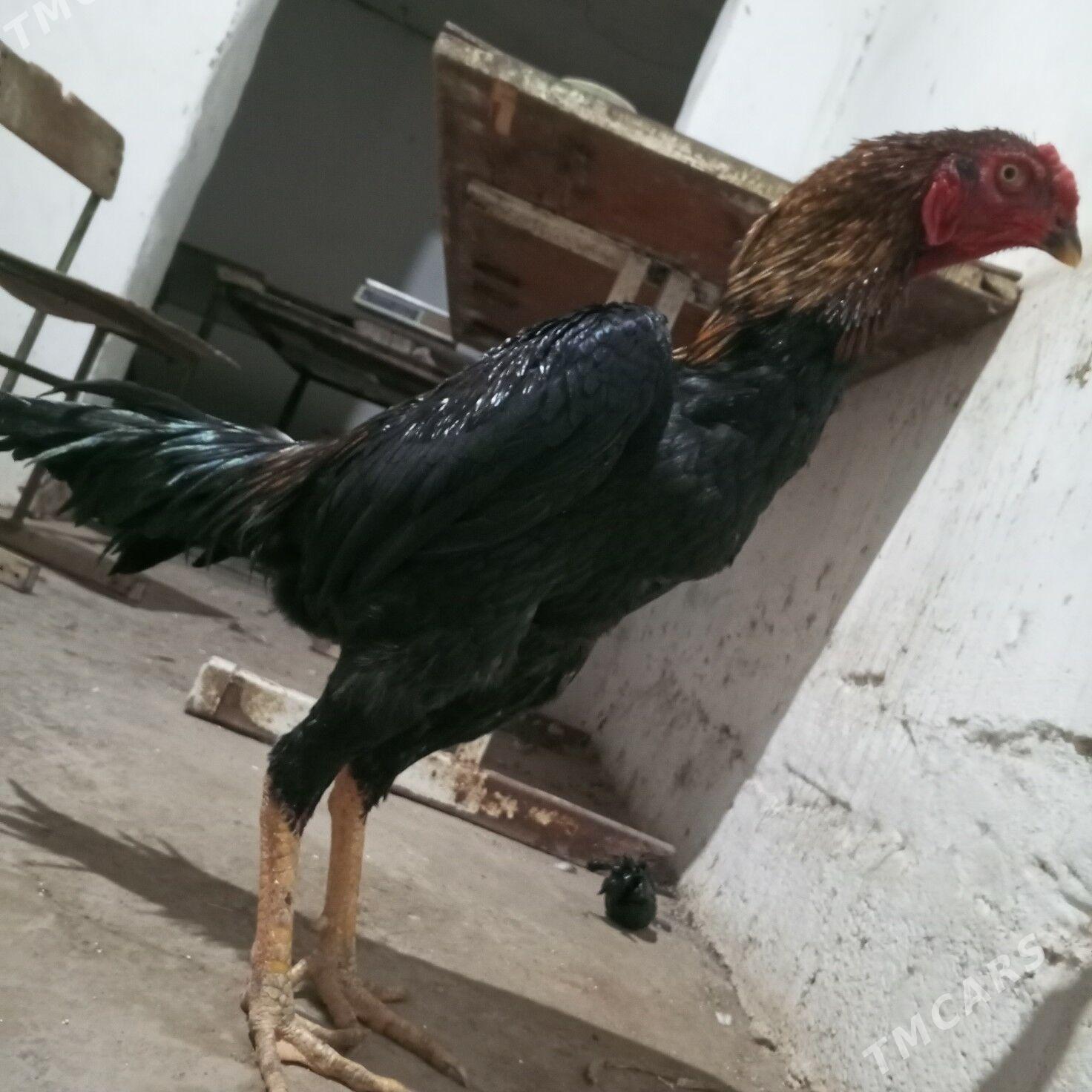 HORAZ - Туркменабат - img 7