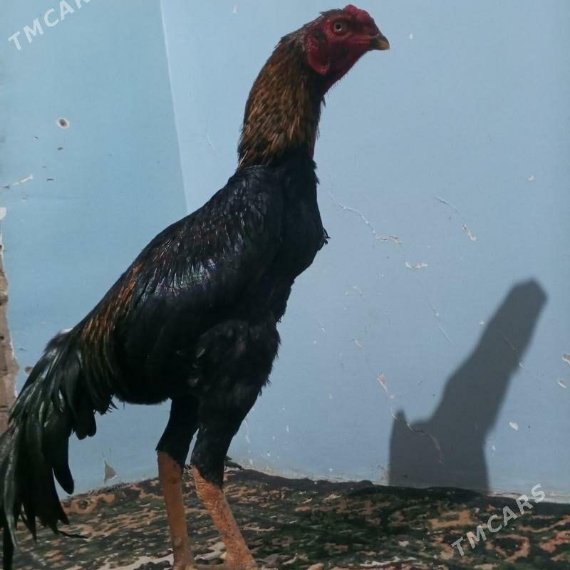 HORAZ - Туркменабат - img 6