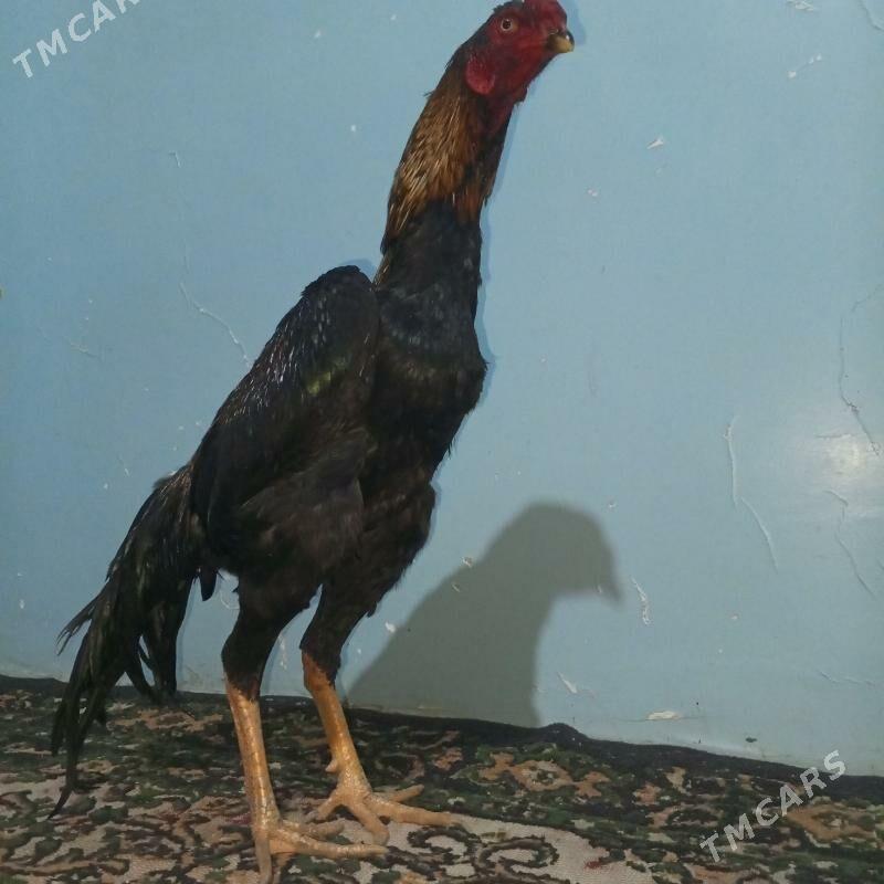 HORAZ - Туркменабат - img 3