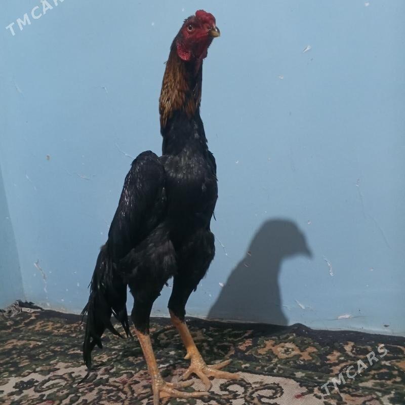 HORAZ - Туркменабат - img 2