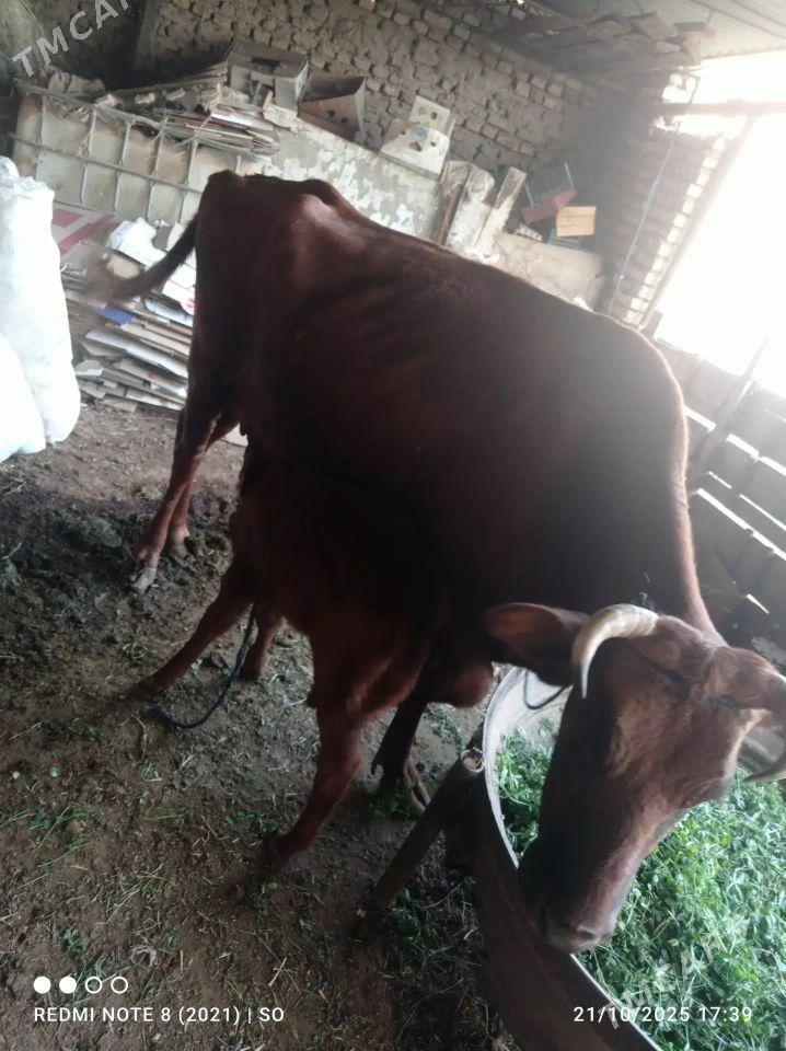 Goleli Sygyr - Wekilbazar - img 3