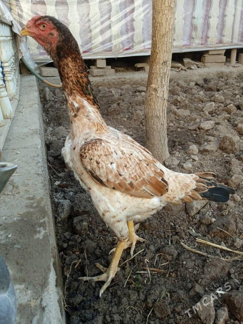 towuk - Дашогуз - img 2