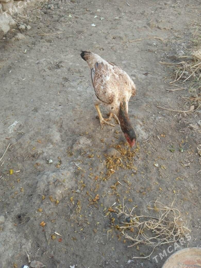 towuk - Дашогуз - img 3