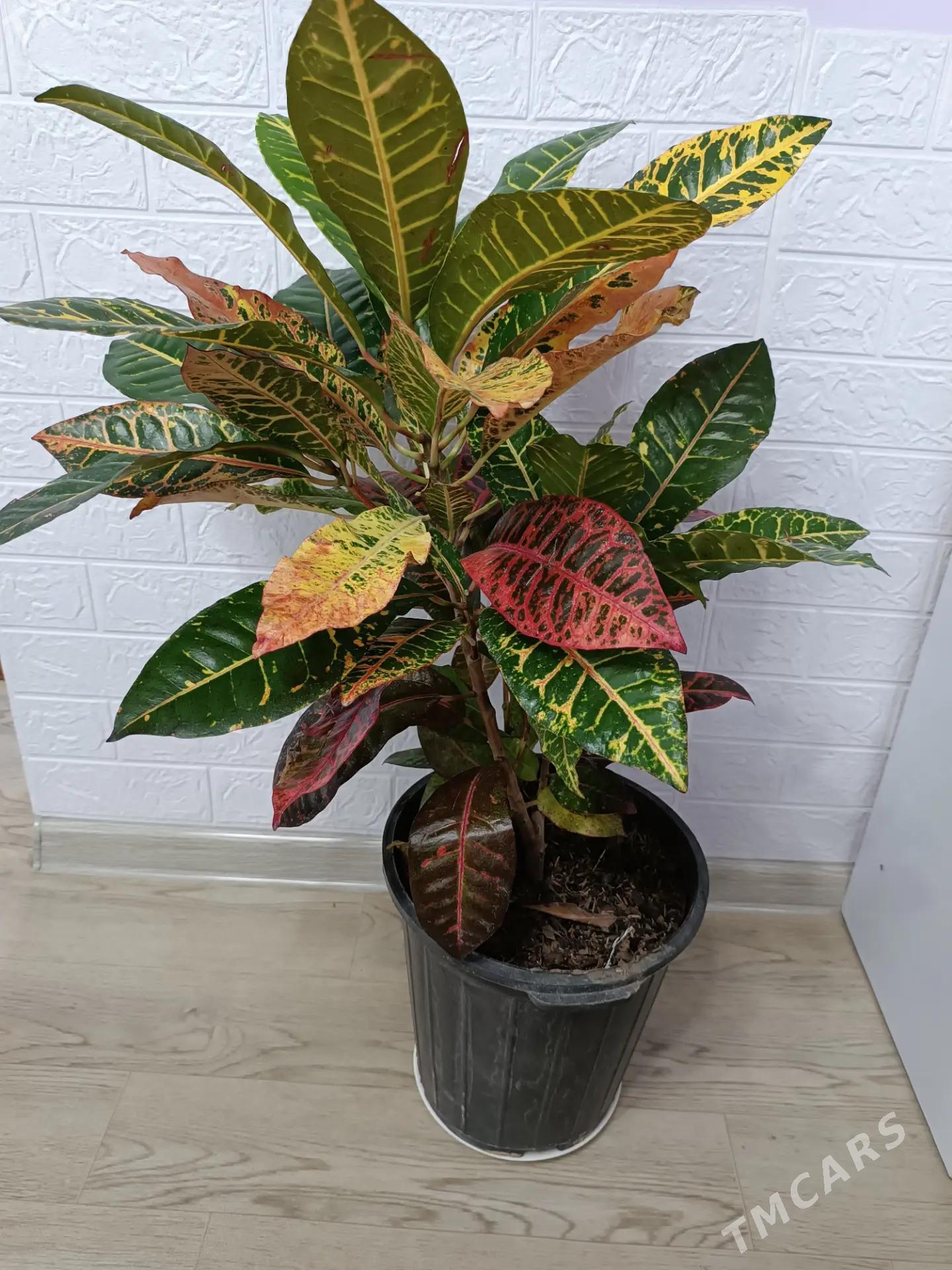 КРОТОН - Ашхабад - img 2