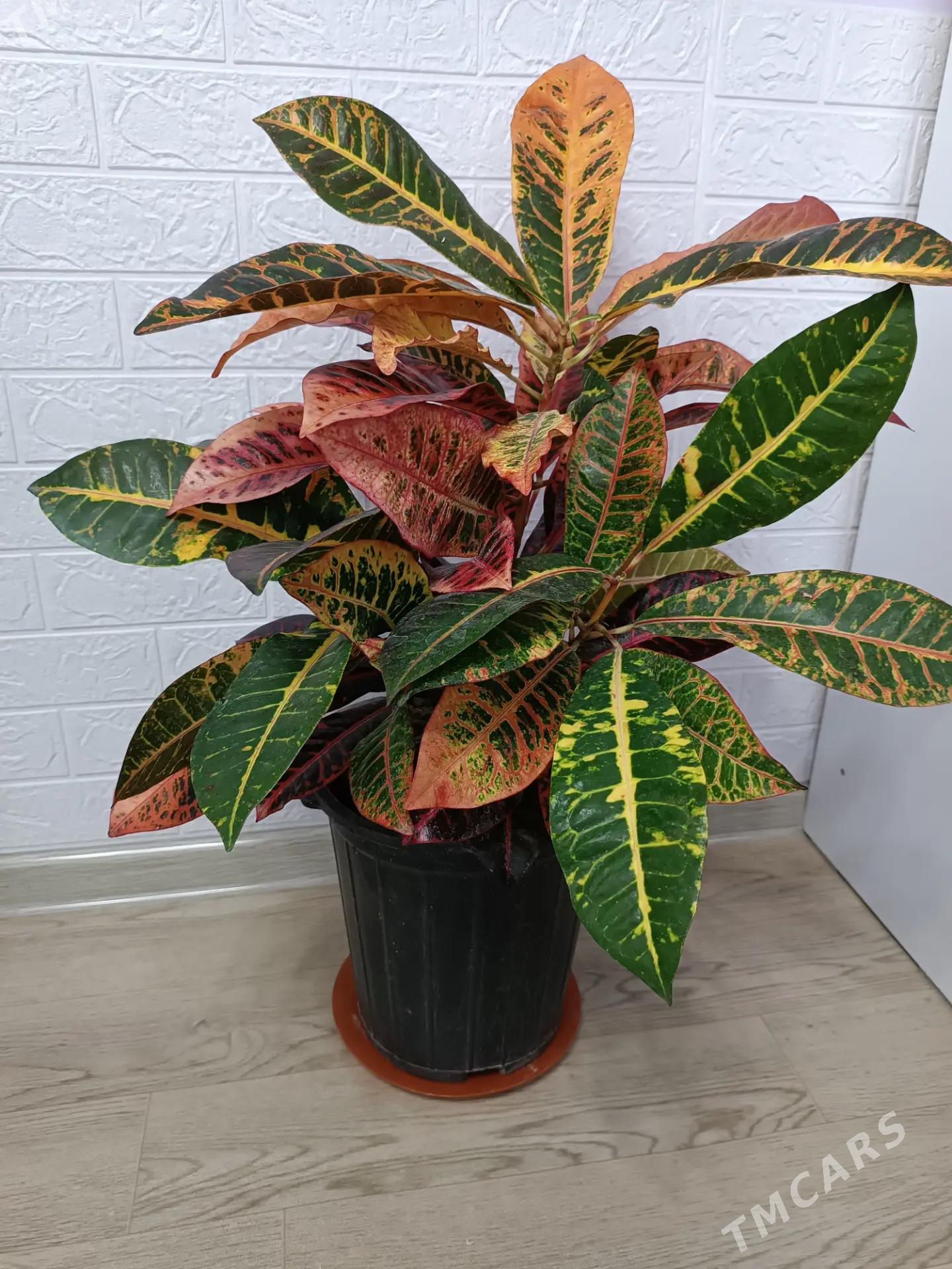 КРОТОН - Ашхабад - img 1