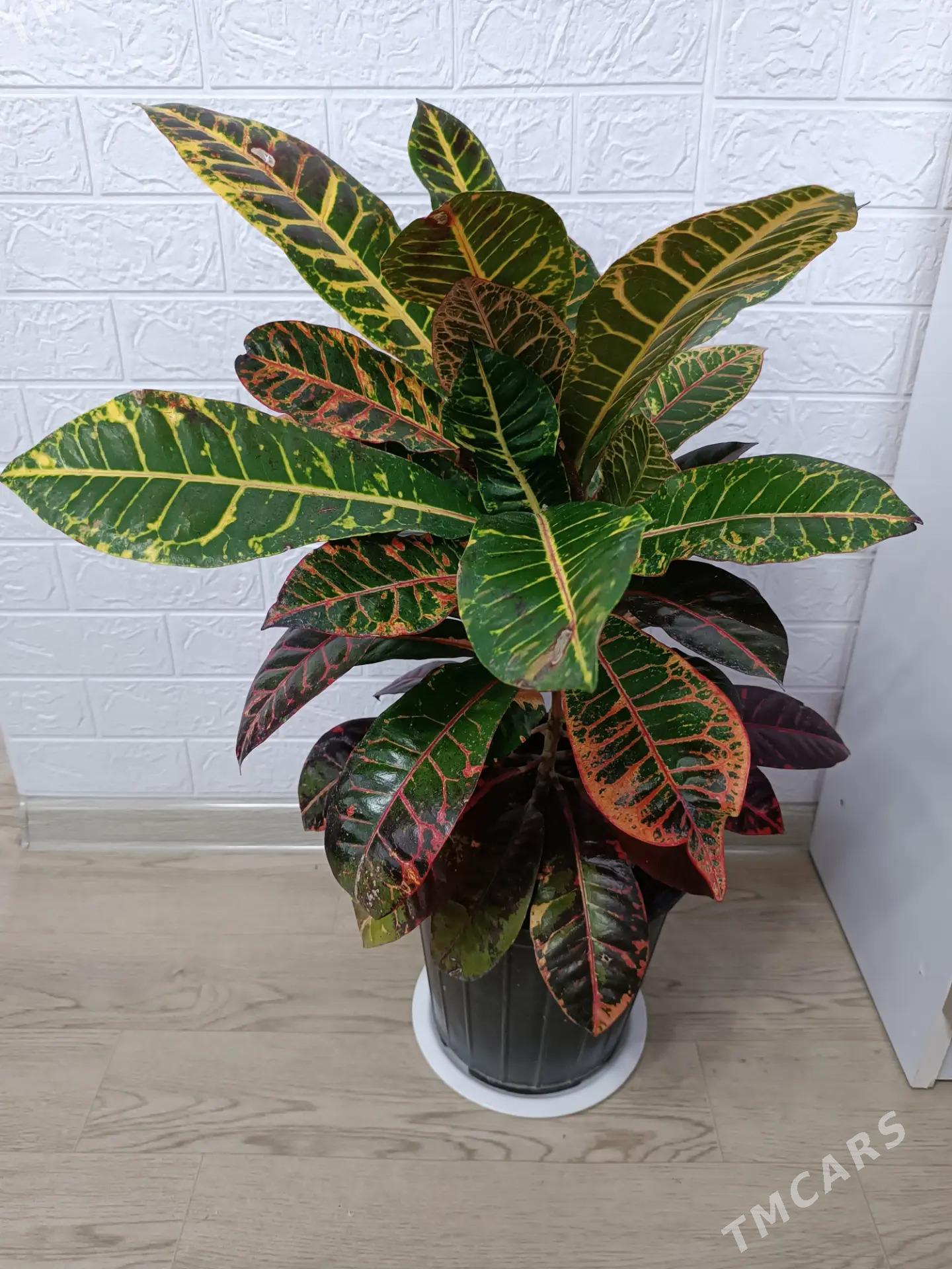 КРОТОН - Ашхабад - img 8