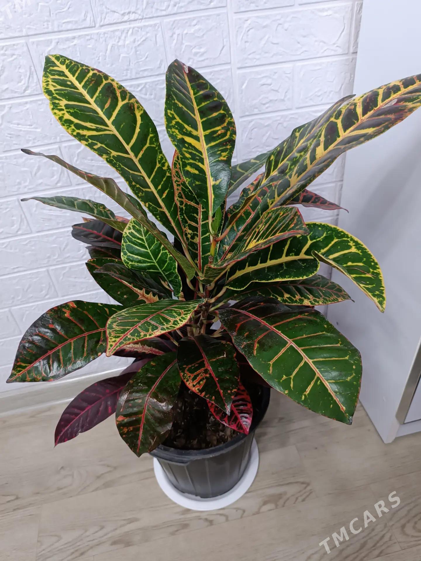 КРОТОН - Ашхабад - img 7