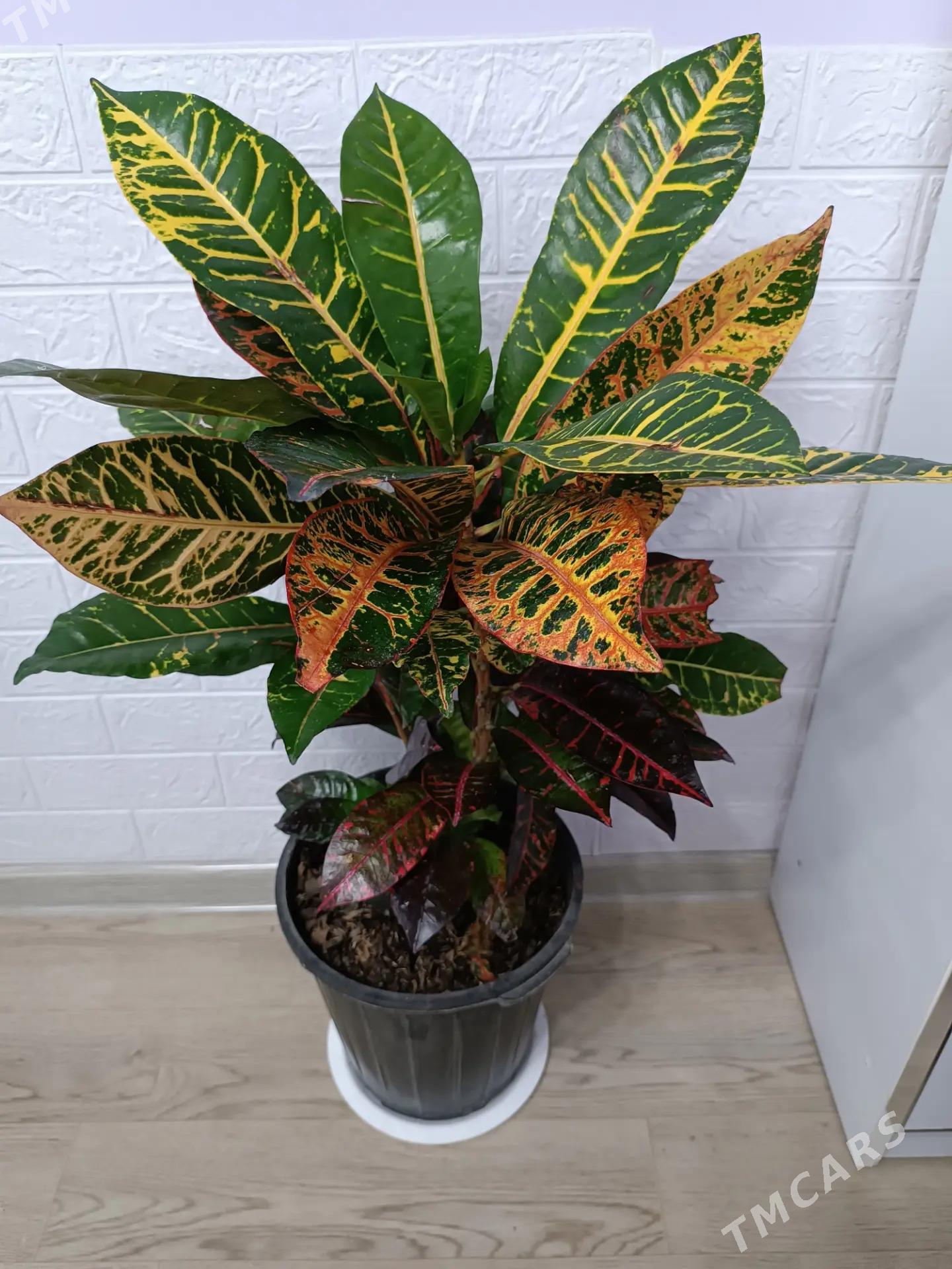 КРОТОН - Ашхабад - img 6