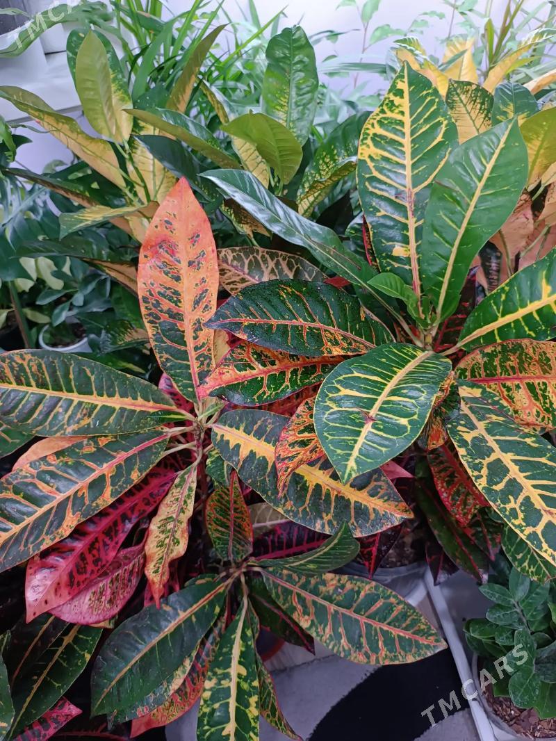 КРОТОН - Ашхабад - img 9