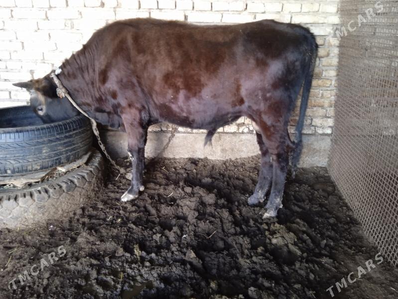 okuz - Теджен - img 1