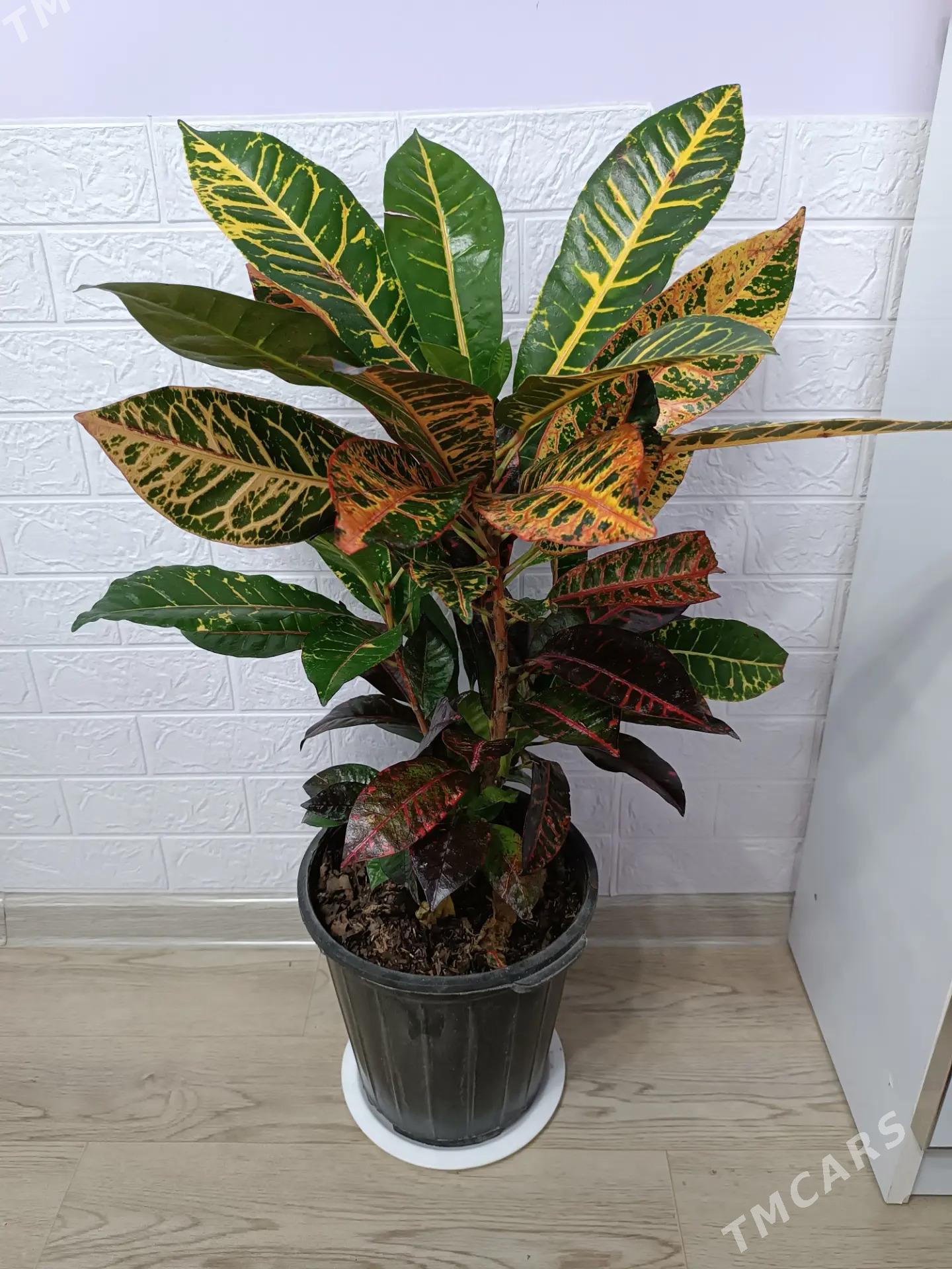 КРОТОН - Ашхабад - img 5