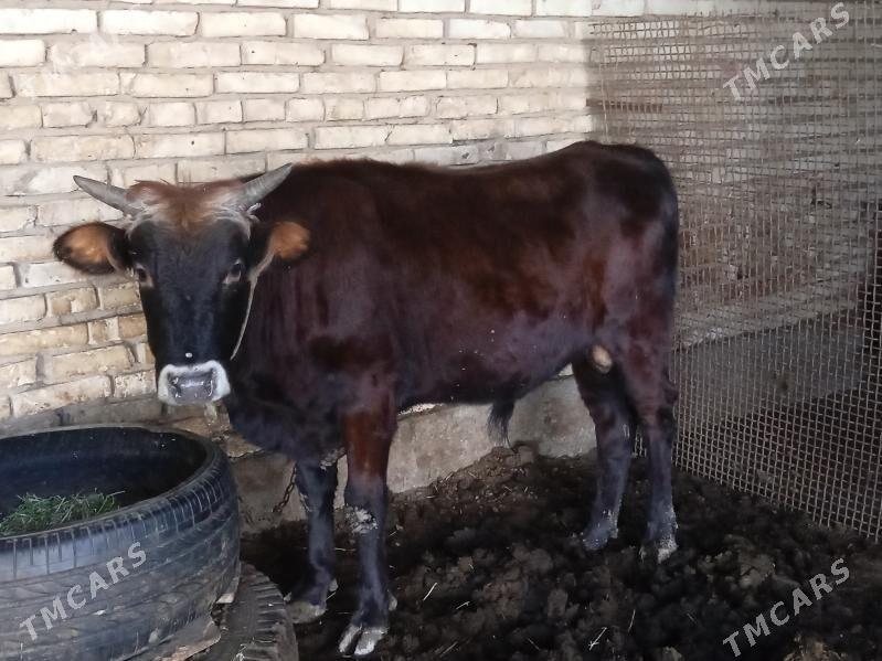 okuz - Теджен - img 3