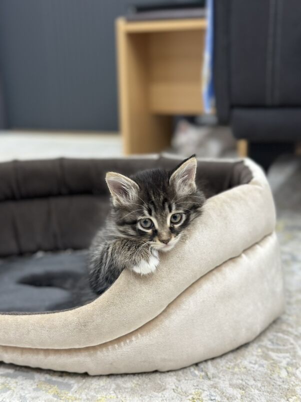 Девочка в добрые руки - Ашхабад - img 2