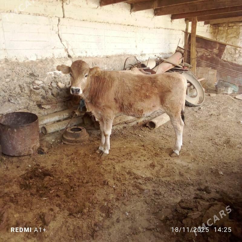 öküz - Gyzylarbat - img 2