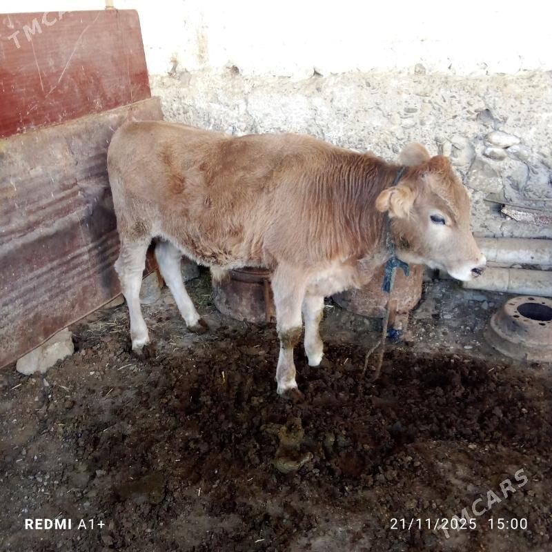 öküz - Gyzylarbat - img 1