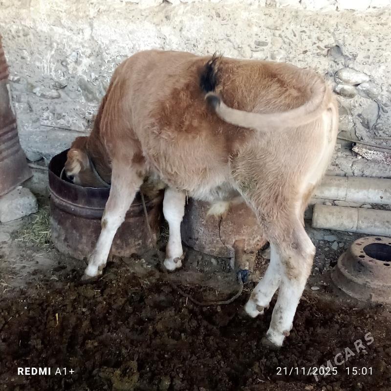 öküz - Gyzylarbat - img 3