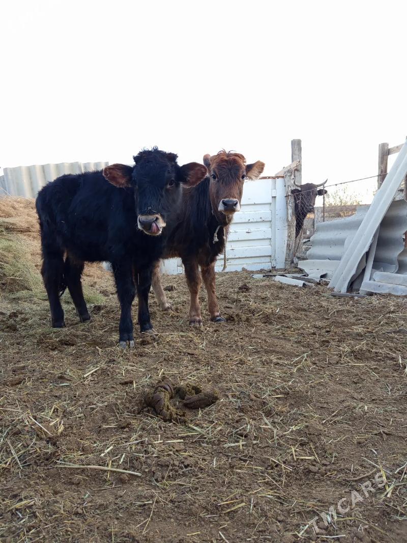 gole - Бахарден - img 3