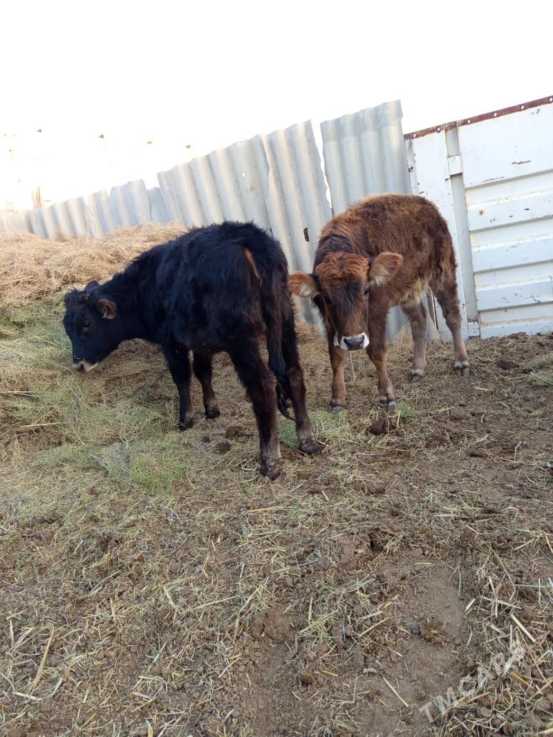 gole - Бахарден - img 2