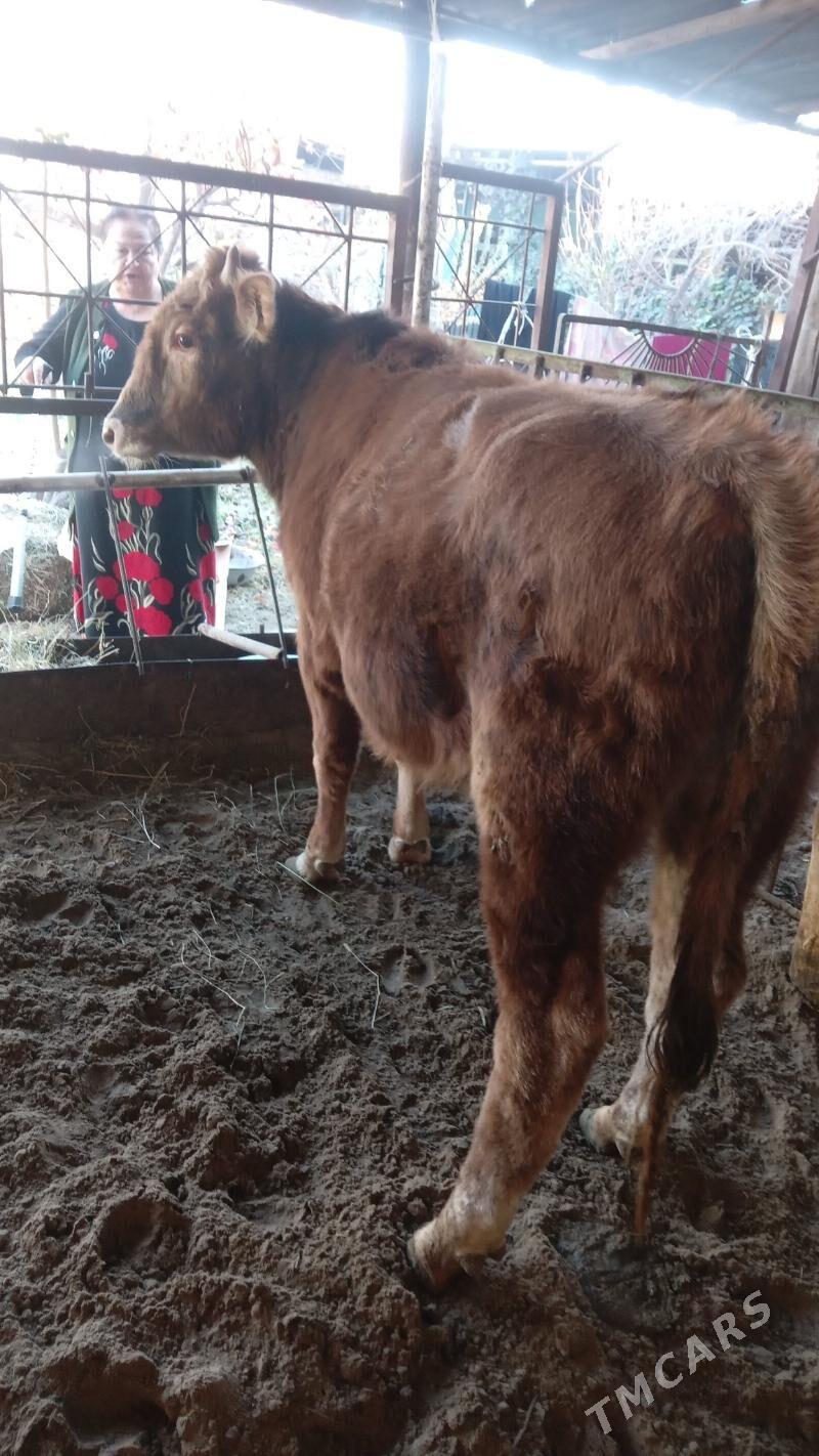 окуз - Türkmenabat - img 7