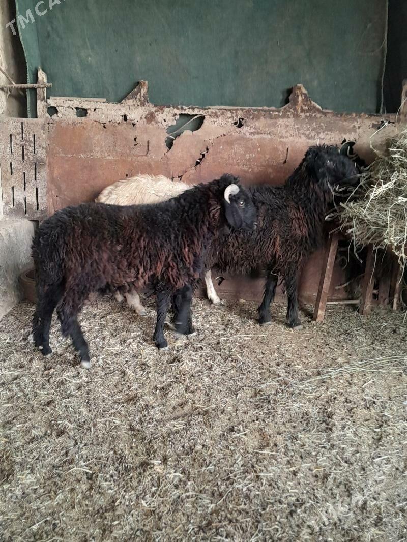 гоч - Türkmenabat - img 3