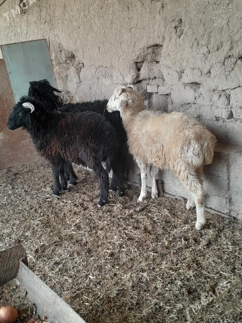 гоч - Türkmenabat - img 2