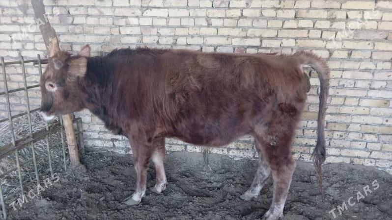 окуз - Türkmenabat - img 4