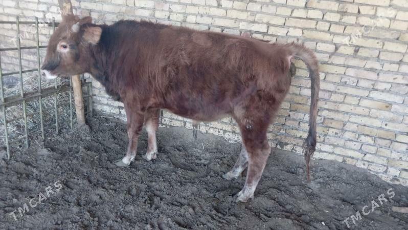 окуз - Türkmenabat - img 5