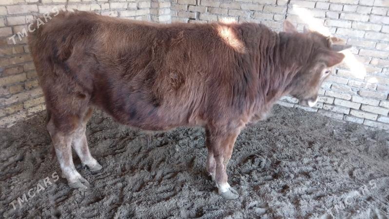 окуз - Türkmenabat - img 2