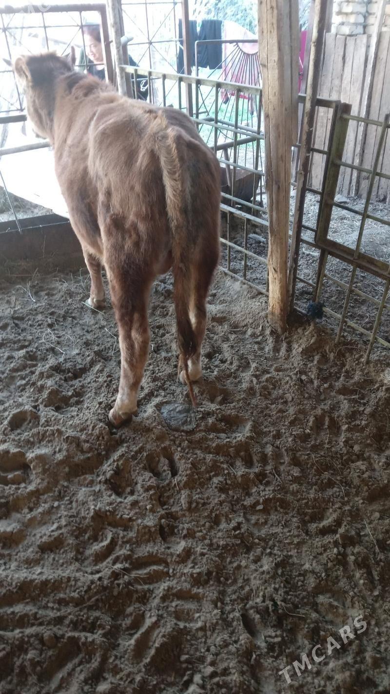 окуз - Türkmenabat - img 8