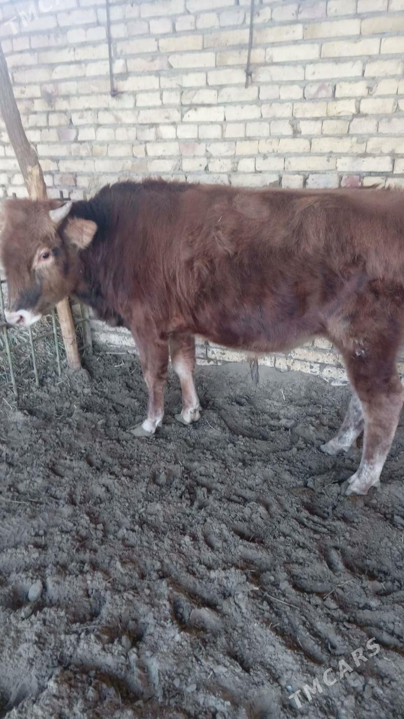 окуз - Türkmenabat - img 6