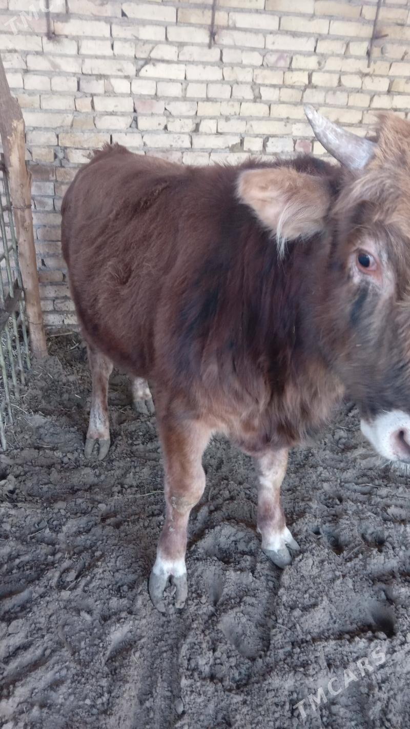 окуз - Türkmenabat - img 3