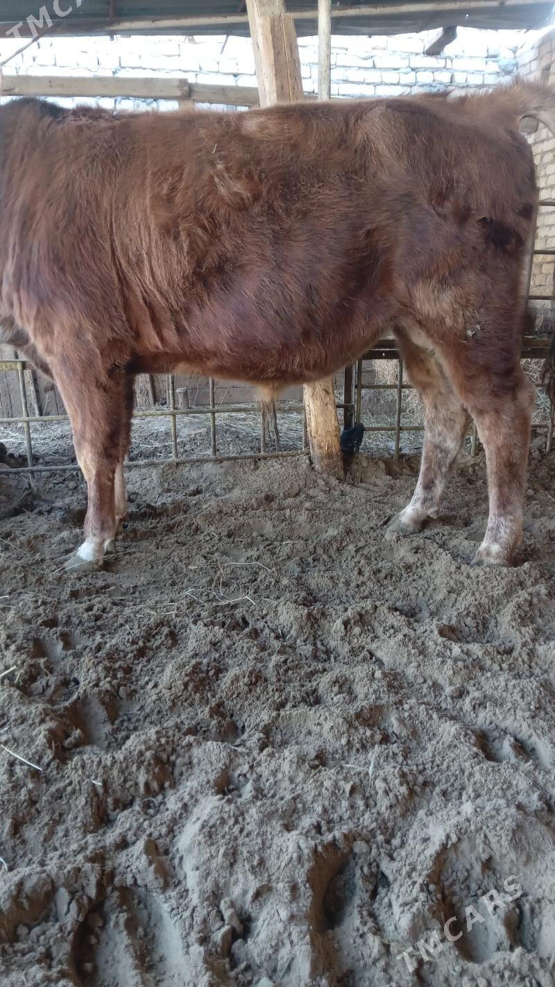 окуз - Türkmenabat - img 9