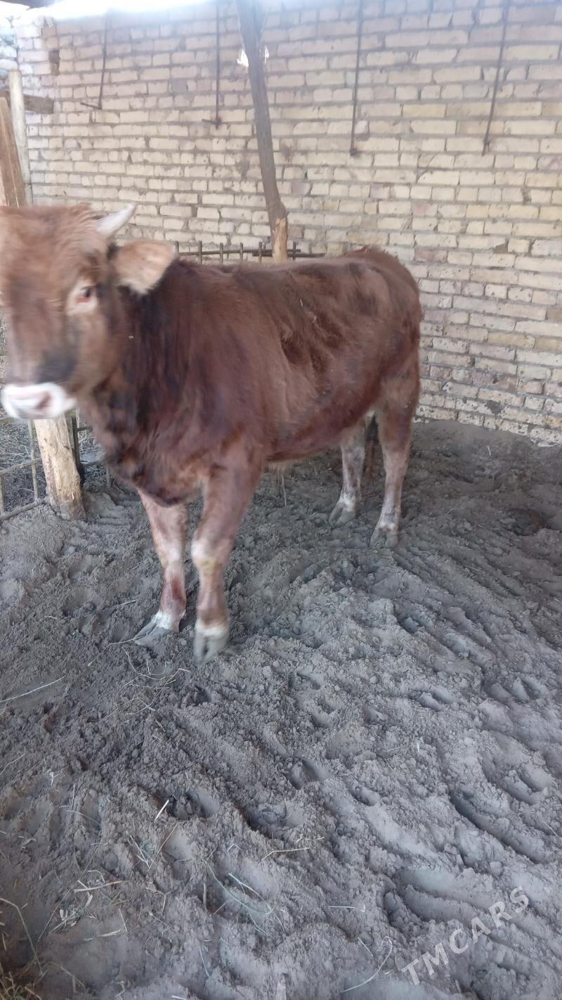 окуз - Türkmenabat - img 10