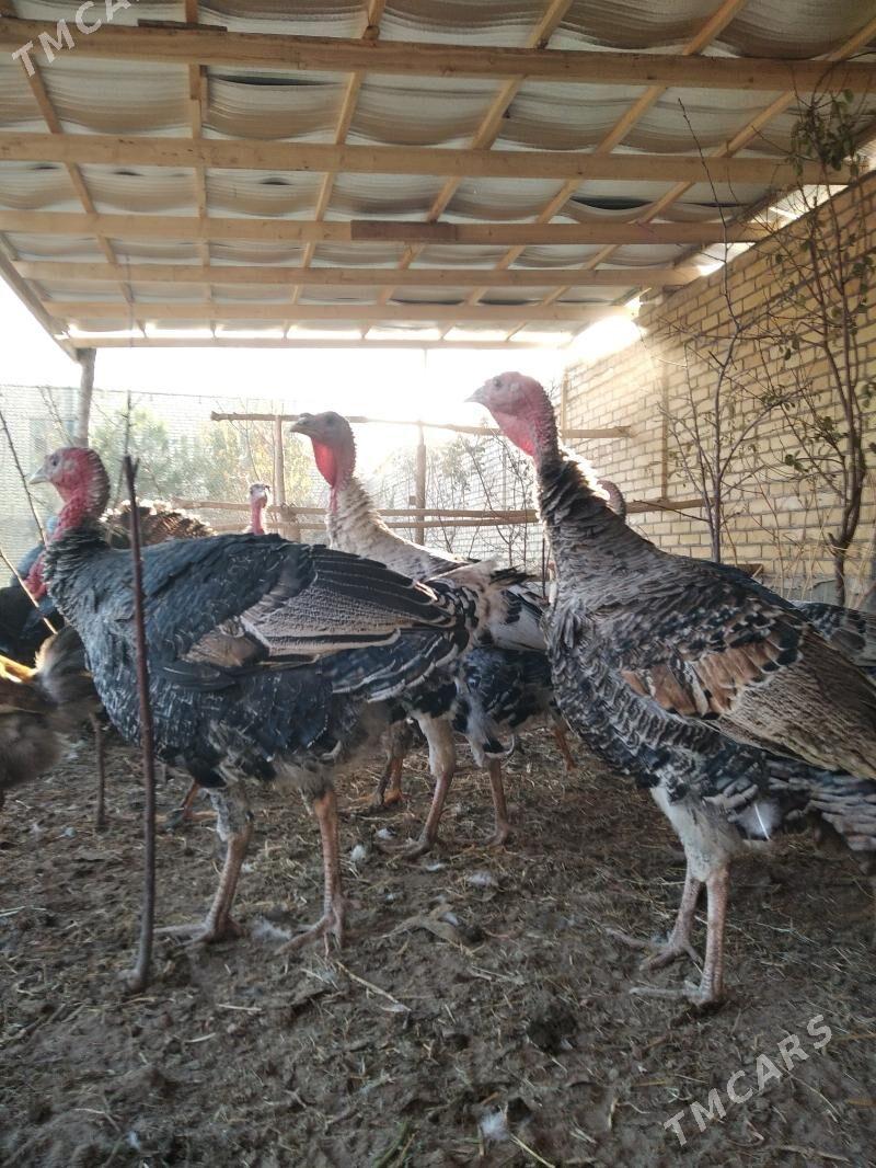 induk - Фарап - img 4