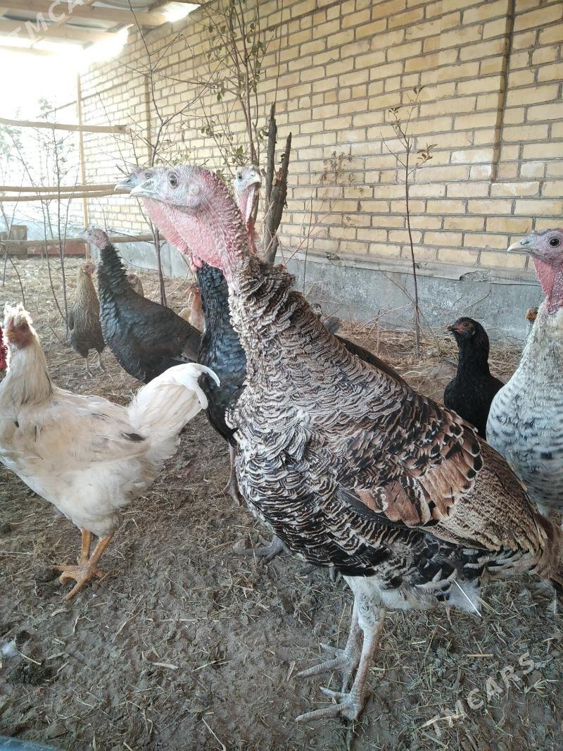 induk - Фарап - img 3