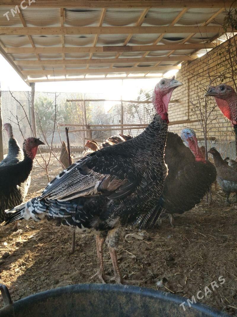 induk - Фарап - img 2