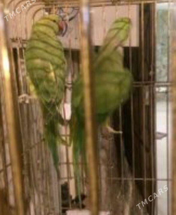 попугай popugay - Büzmeýin - img 1