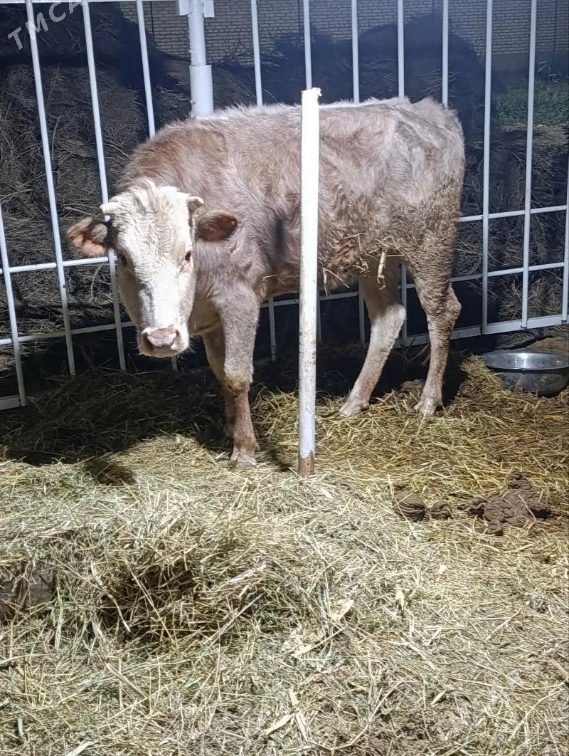 GULAJYN BAKYLAN - Baýramaly - img 2