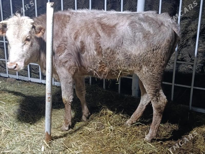 GULAJYN BAKYLAN - Baýramaly - img 1