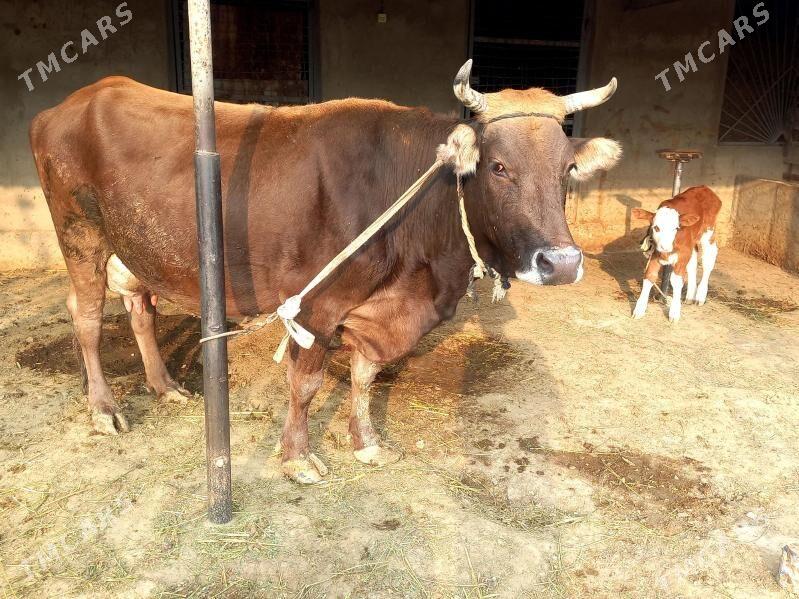 goleli sigir - Бахарден - img 3