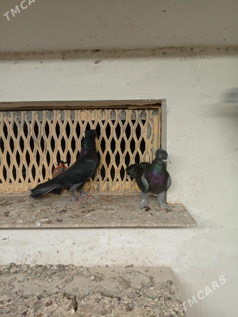 kepderi голуби - Ашхабад - img 3