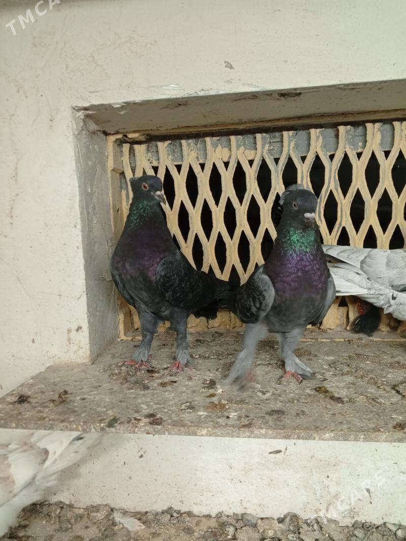 kepderi голуби - Ашхабад - img 4